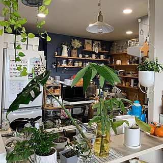 シュガーバイン パキラ水差しのおしゃれなアレンジ 飾り方のインテリア実例 Roomclip ルームクリップ