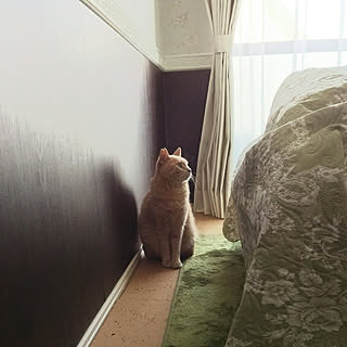 布団 座布団カバーの三河コットンのおすすめ家具 インテリアの商品一覧 全2件 Roomclip ルームクリップ