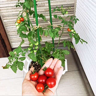 プランター ミニトマト栽培中のインテリア実例 Roomclip ルームクリップ