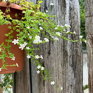 垂れ下がる植物のインテリア実例 Roomclip ルームクリップ