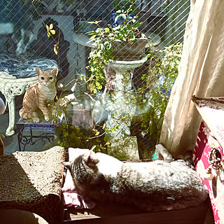 リビング/爪研ぎの上/ベランダガーデニング/猫/NO CAT,NO LIFE❤️のインテリア実例 - 2017-11-09 14:49:53