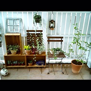 リビング/植物/ガーデニングのインテリア実例 - 2012-06-08 16:15:31