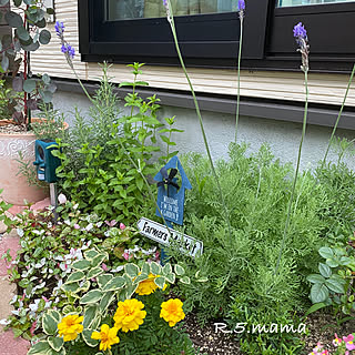 セリア Seria ハーブ ミントの苗のまとめページ Roomclip ルームクリップ