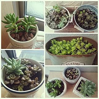 ナチュラル/雑貨小物/こどもと暮らす。/目指せシンプルナチュラル/植物...などのインテリア実例 - 2016-10-19 00:16:16