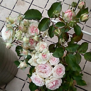 ミミエデンのインテリア実例 Roomclip ルームクリップ