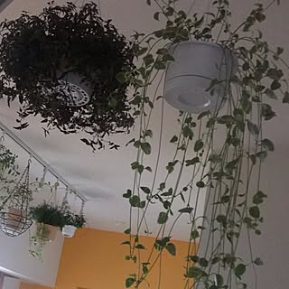 観葉植物 吊り下げフックのインテリア実例 Roomclip ルームクリップ 観葉植物 吊り下げフックのインテリア実例 Roomclip ルームクリップ