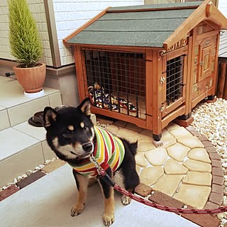 犬小屋 柴犬のインテリア実例 Roomclip ルームクリップ