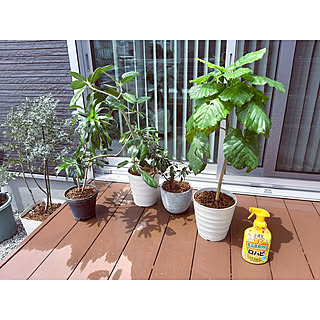 観葉植物 ロハピのインテリア実例 Roomclip ルームクリップ 観葉植物 ロハピのインテリア実例 Roomclip ルームクリップ