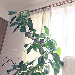 部屋全体/梅雨の切れ間/マステ壁/カーテン/モクロー...などのインテリア実例 - 2017-06-30 10:38:45