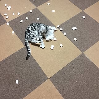 部屋全体/タイルカーペット便利/生活感/ペットと暮らす/レトロ...などのインテリア実例 - 2017-04-26 13:54:05