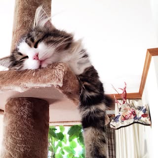 ねこ部 ノルウェージャンフォレストキャットのインテリア実例 Roomclip ルームクリップ ねこ部 ノルウェージャンフォレストキャットのインテリア実例 Roomclip ルームクリップ