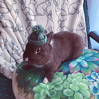 うさぎ柄のインテリア実例 Roomclip ルームクリップ