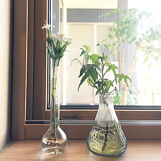 フラスコ フラスコ花瓶のインテリア実例 Roomclip ルームクリップ
