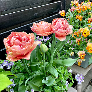 チューリップ 八重咲きチューリップのインテリア実例 Roomclip ルームクリップ