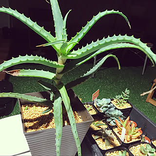 アロエ 多肉植物初心者のインテリア実例 Roomclip ルームクリップ