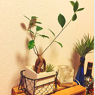 100均 ガジュマルの木のインテリア実例 Roomclip ルームクリップ