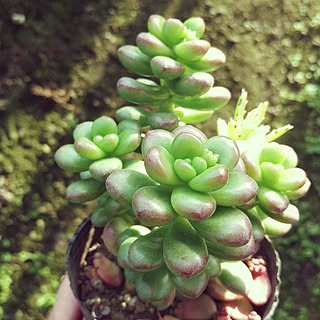 多肉植物 松の緑のインテリア実例 Roomclip ルームクリップ 多肉植物 松の緑のインテリア実例 Roomclip ルームクリップ