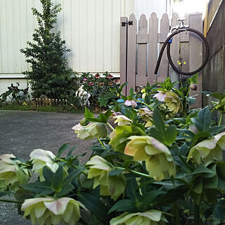 クリスマスローズ 北側花壇のインテリア実例 Roomclip ルームクリップ