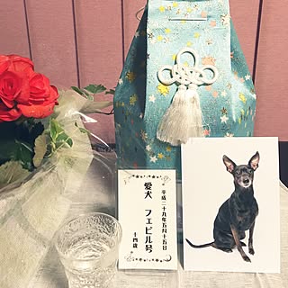 イタグレミニピンミックスのインテリア実例 Roomclip ルームクリップ