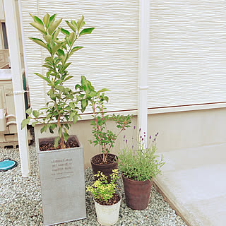 ゆずの木のインテリア実例 Roomclip ルームクリップ