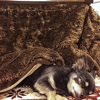 チワワ 犬もこたつが好きのインテリア実例 Roomclip ルームクリップ チワワ 犬もこたつが好きのインテリア実例 Roomclip ルームクリップ