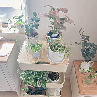 北欧 シンゴニウムのインテリア実例 Roomclip ルームクリップ