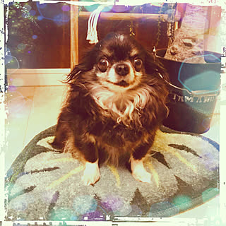 愛犬ともども体重増加中♡/ニトリさまのトロピカルな感じで復活!/ニトリさま感謝♡/鳩の話はまた今度…/実はまだ鳩もコソコソ…( ;´Д`)...などのインテリア実例 - 2019-05-20 12:11:34