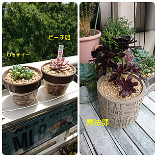玄関/入り口/多肉植物/ベランダガーデン/リメ鉢/リメ缶...などのインテリア実例 - 2020-06-29 13:32:38