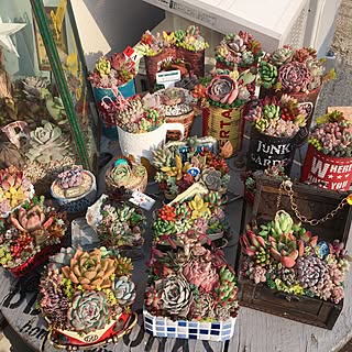 机/多肉植物/NO GREEN NO LIFE/キャンディボックス/ビール缶...などのインテリア実例 - 2017-03-18 18:08:26