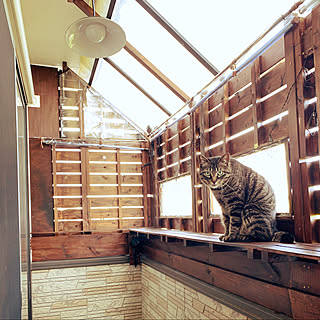 ベランダ 猫と暮らすのインテリア実例 Roomclip ルームクリップ ベランダ 猫と暮らすのインテリア実例 Roomclip ルームクリップ