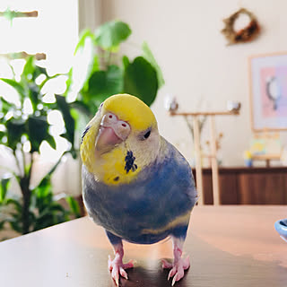 インコとの暮らしのインテリア実例 Roomclip ルームクリップ インコとの暮らしのインテリア実例 Roomclip ルームクリップ