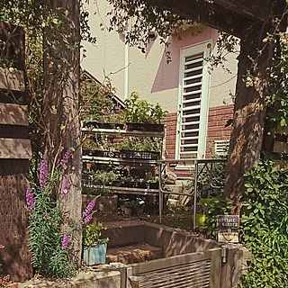 玄関/入り口/多肉植物/多肉狩り/平塚/cottage garden...などのインテリア実例 - 2017-05-18 12:01:48