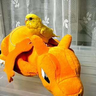 ポケモンのぬいぐるみのインテリア実例 Roomclip ルームクリップ ポケモンのぬいぐるみのインテリア実例 Roomclip ルームクリップ