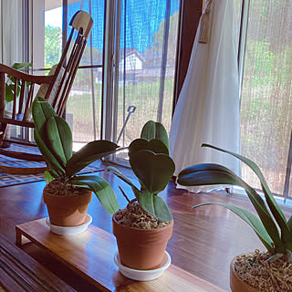 胡蝶蘭植え替えのインテリア実例 Roomclip ルームクリップ