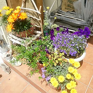 バス/トイレ/植物/拙いコメントゴメン(>_<)ゞ/やればできるこ/スルーしてください。...などのインテリア実例 - 2017-07-05 11:29:43