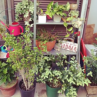 ジャングルみたいにしたい のインテリア実例 Roomclip ルームクリップ