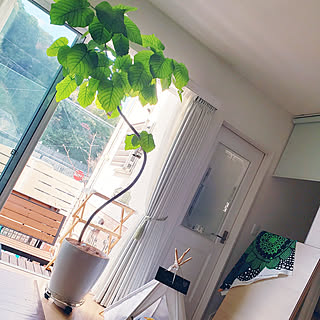 カインズホームの鉢のインテリア実例 Roomclip ルームクリップ カインズホームの鉢のインテリア実例 Roomclip ルームクリップ