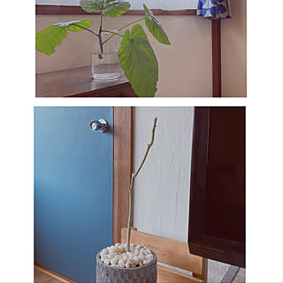 ウンベラータ剪定記録のインテリア実例 Roomclip ルームクリップ ウンベラータ剪定記録のインテリア実例 Roomclip ルームクリップ
