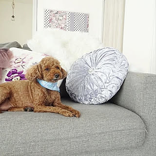 Francfranc フランフラン ブログしてます のまとめページ Roomclip ルームクリップ