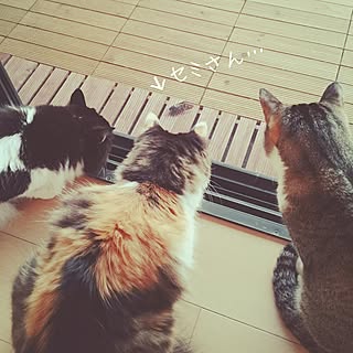 女性家族2LDKの、sumosarozaさんの実例写真