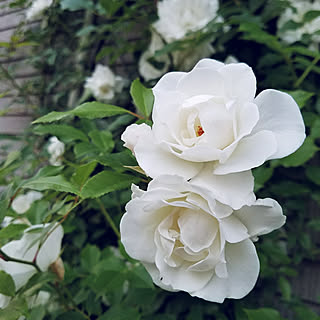 地植えの薔薇のインテリア実例 Roomclip ルームクリップ