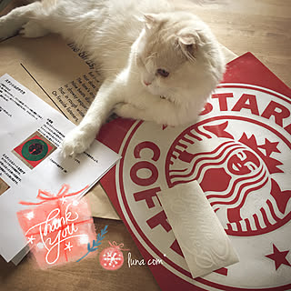机/ねこのいる日常/スコティッシュフォールド立ち耳/スコティッシュフォールド/クリスマスプレゼント♡...などのインテリア実例 - 2017-12-11 14:30:43