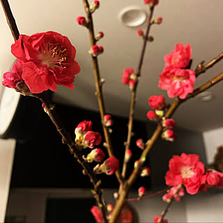 花瓶 桃の節句のインテリア実例 Roomclip ルームクリップ 花瓶 桃の節句のインテリア実例 Roomclip ルームクリップ