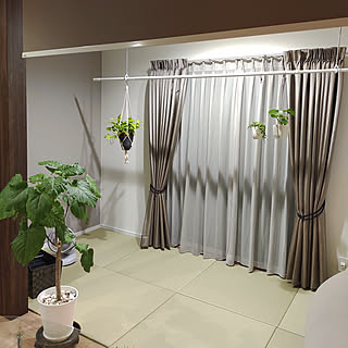 花のアリマツ楽天市場支店のおすすめ観葉植物 全72件 Roomclipショッピング