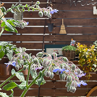 玄関 入り口 エディブルフラワーのインテリア実例 Roomclip ルームクリップ