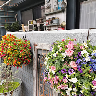 ケイトウ寄せ植えのインテリア実例 Roomclip ルームクリップ ケイトウ寄せ植えのインテリア実例 Roomclip ルームクリップ