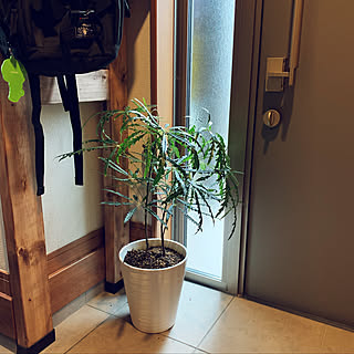 観葉植物 アラレアのインテリア実例 Roomclip ルームクリップ
