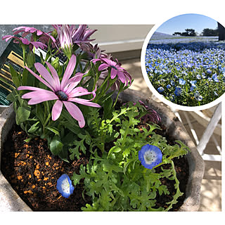 可愛い ネモフィラのインテリア実例 Roomclip ルームクリップ