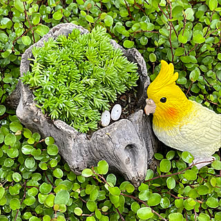 カナヘビのインテリア実例 Roomclip ルームクリップ