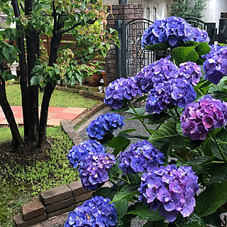 庭の紫陽花のインテリア実例 Roomclip ルームクリップ